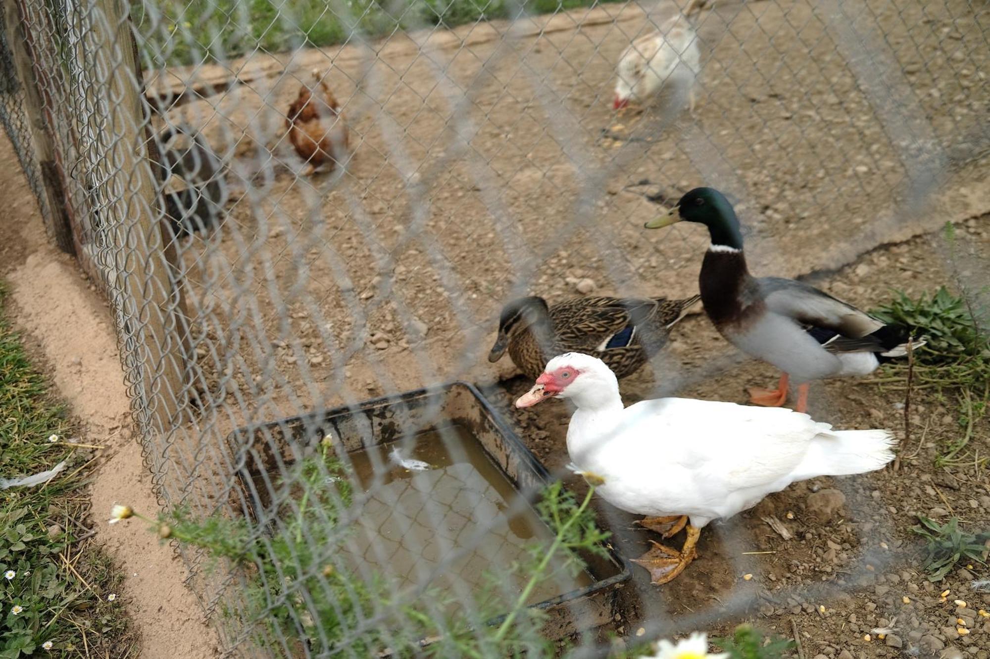Vakantieboerderij Ses Cases Noves Sant Llorenc Des Cardassar