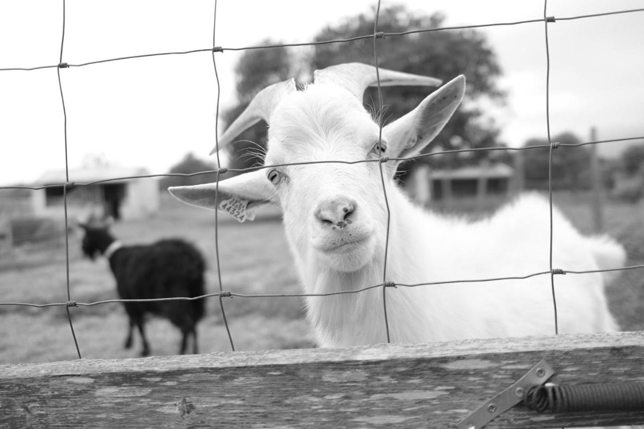 Farm stay Ses Cases Noves