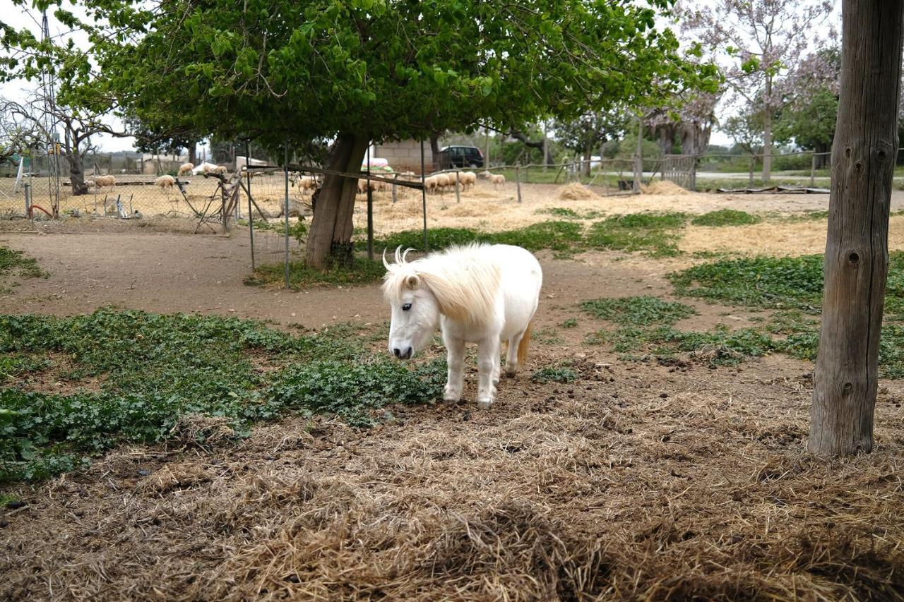 Ses Cases Noves Farm stay