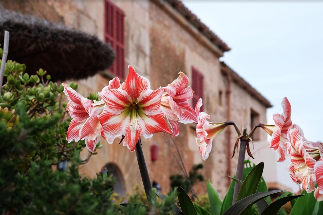 Ses Cases Noves Farm stay *
