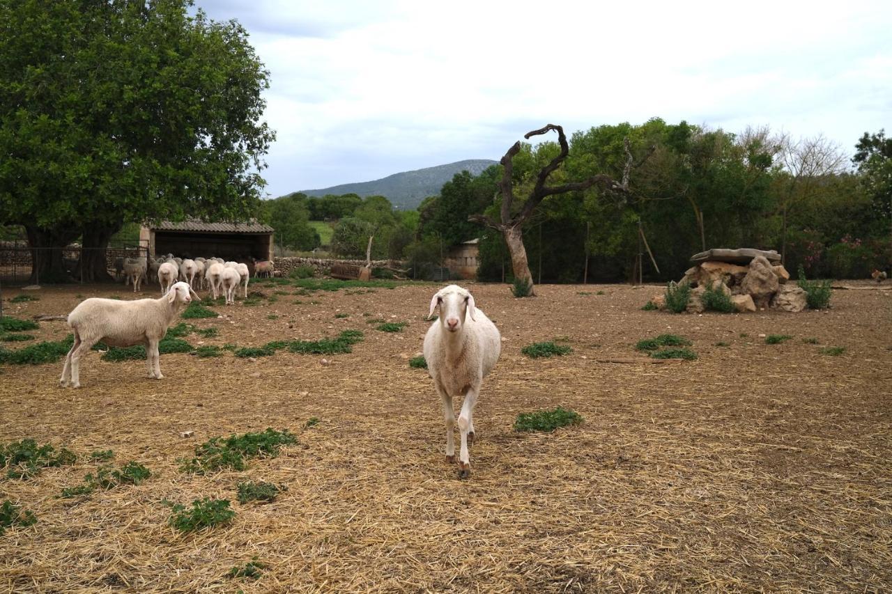 Farm stay Ses Cases Noves Sant Llorenc Des Cardassar