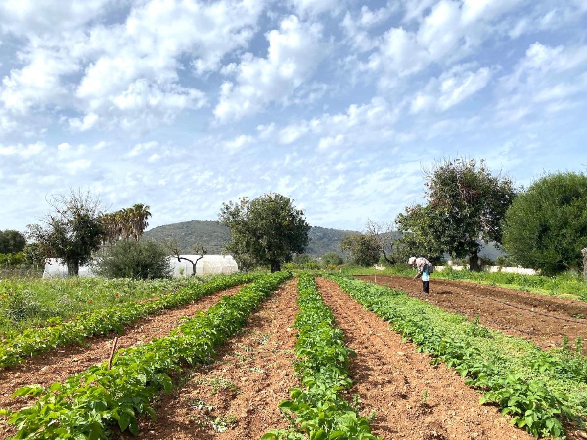 Farm stay Ses Cases Noves Sant Llorenc Des Cardassar