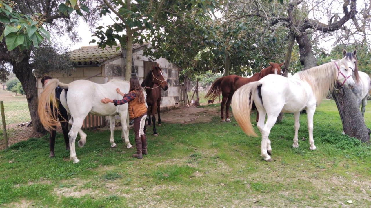 Ses Cases Noves Farm stay