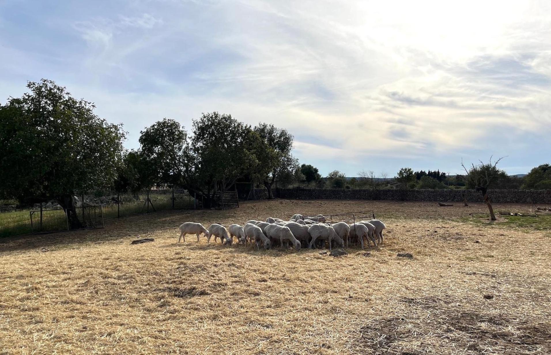 Ses Cases Noves Farm stay Sant Llorenc Des Cardassar