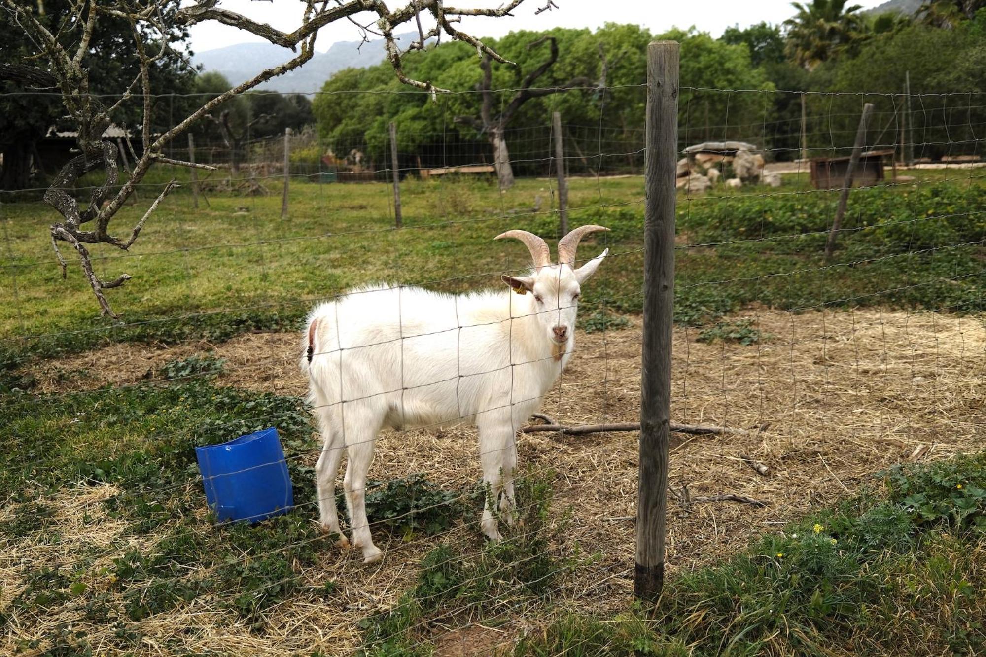 Ses Cases Noves Farm stay *
